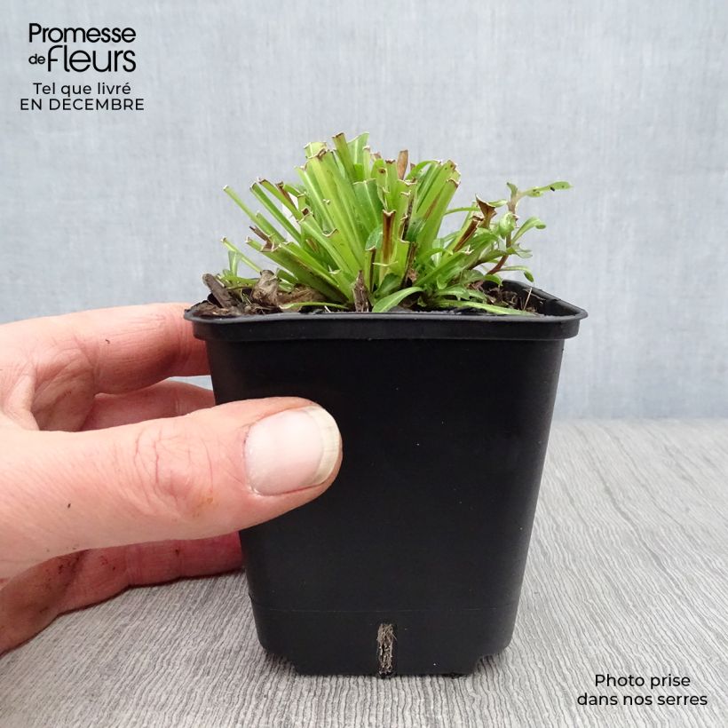 Amostra de Campanule à feuilles de pêcher - Campanula persicifolia Vaso de 8/9 cm tal como entregue no inverno