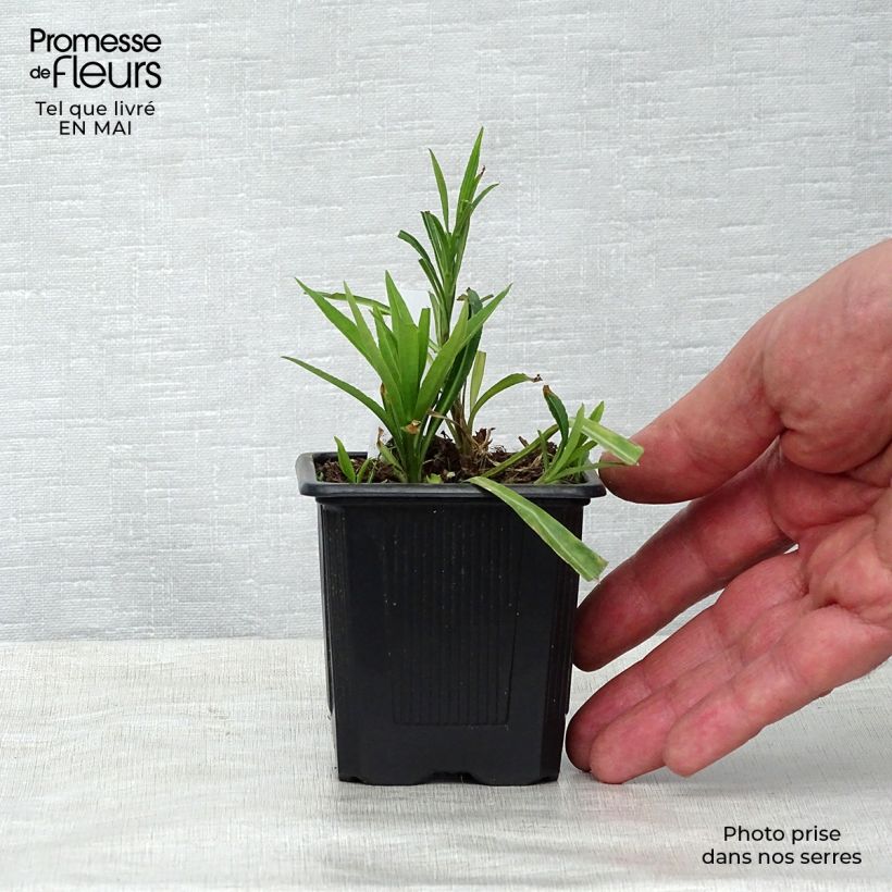 Amostra de Campânula persicifolia Vaso de 8/9 cm tal como entregue na primavera