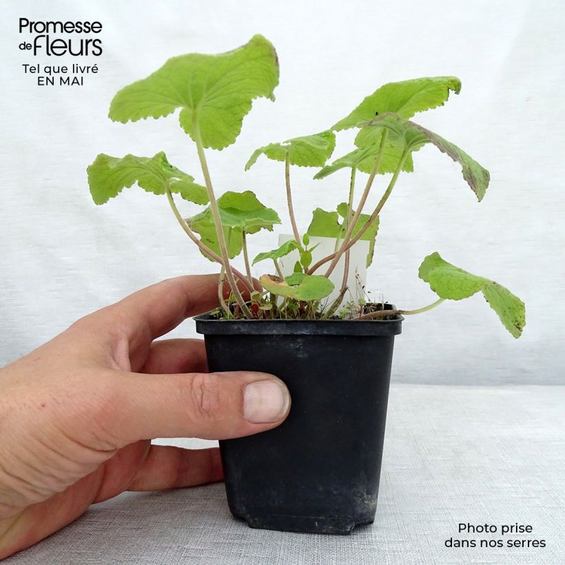 Amostra de Campânula alliariifolia Vaso de 8/9 cm tal como entregue na primavera