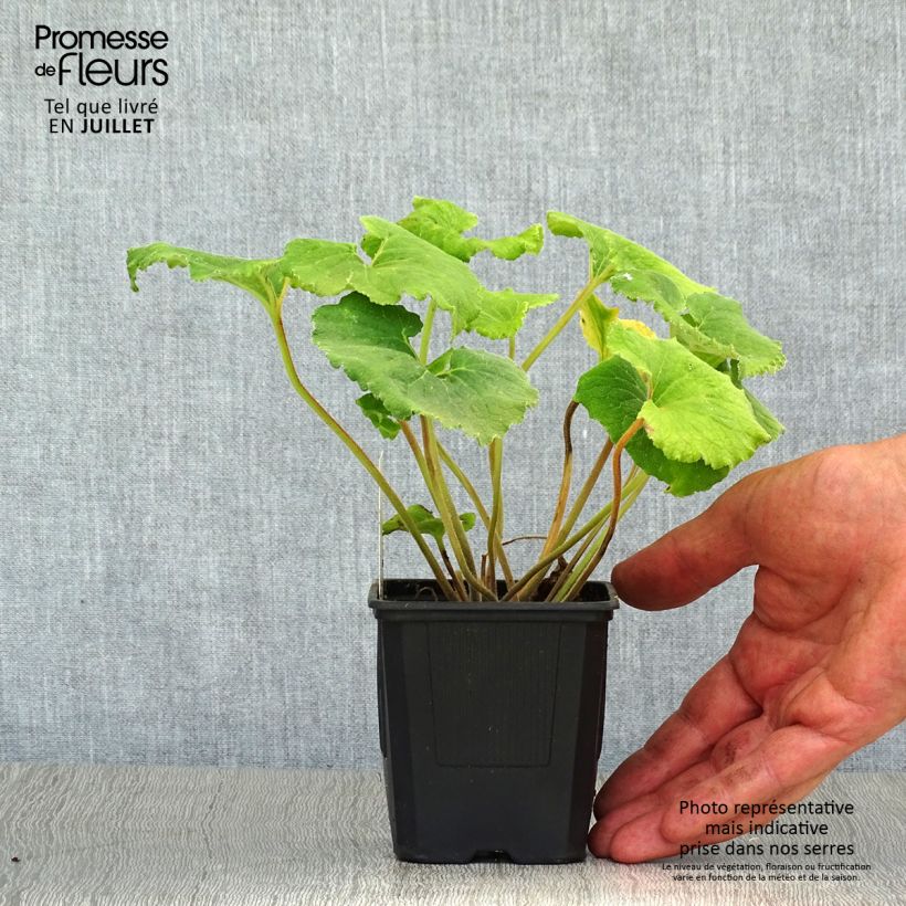 Amostra de Campânula alliariifolia Vaso de 8/9 cm tal como entregue no verão