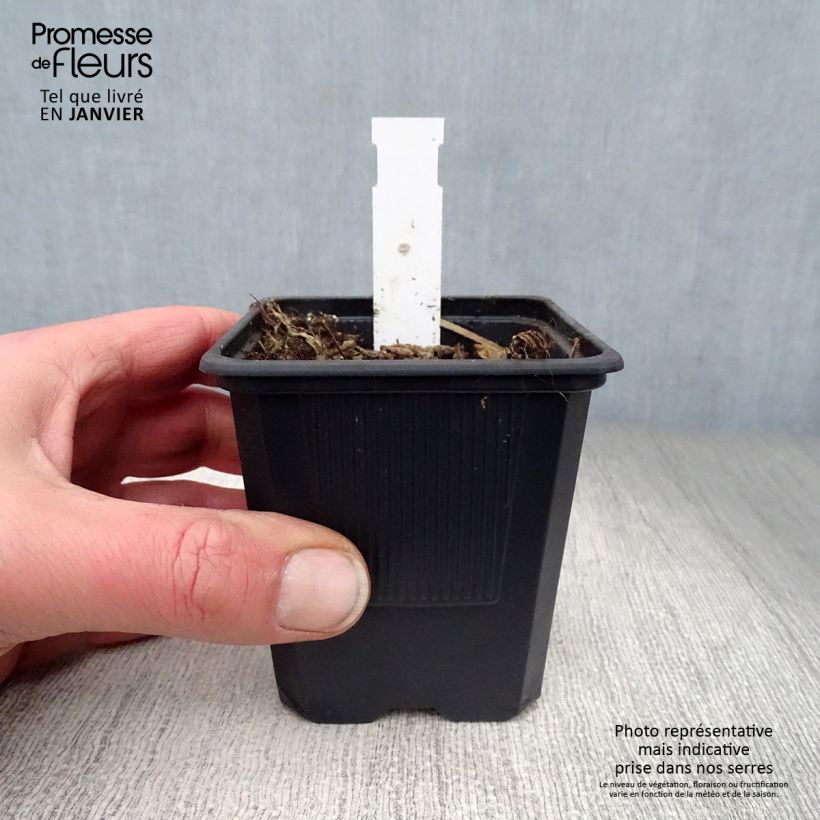 Amostra de Campanule alliariifolia Vaso de 8/9 cm tal como entregue no inverno