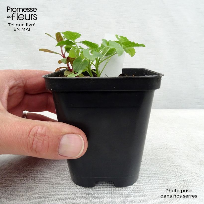 Amostra de Campânula carpatica Alba Vaso de 8/9 cm tal como entregue na primavera