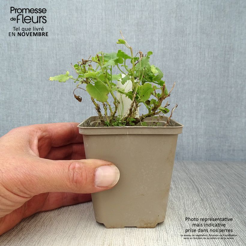 Amostra de Campânula carpatica Alba Vaso de 8/9 cm tal como entregue no outono