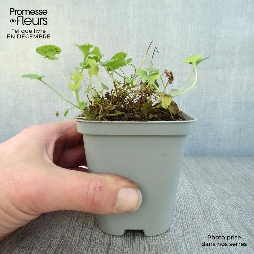 Amostra de Campânula carpatica Alba Vaso de 8/9 cm tal como entregue no inverno