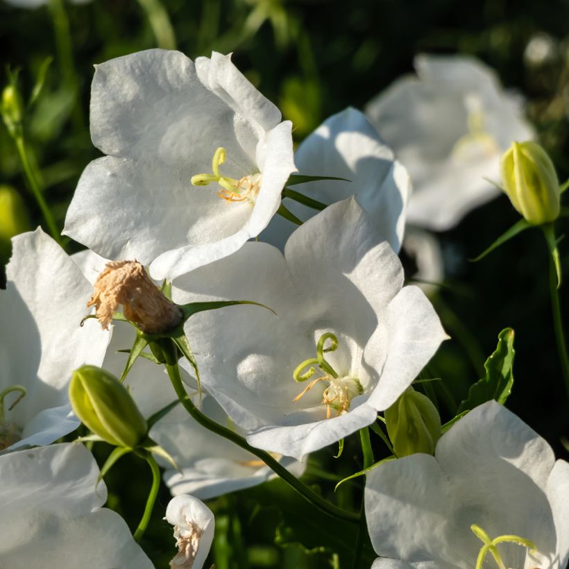Campânula carpatica Alba (Floração)
