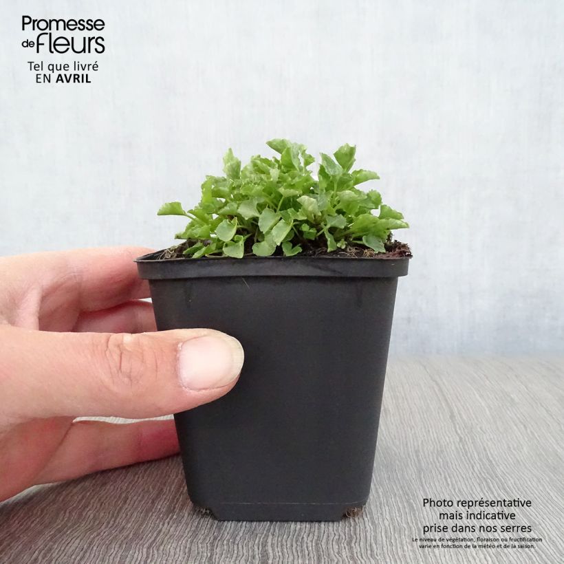 Amostra de Campânula carpatica Vaso de 8/9 cm tal como entregue na primavera