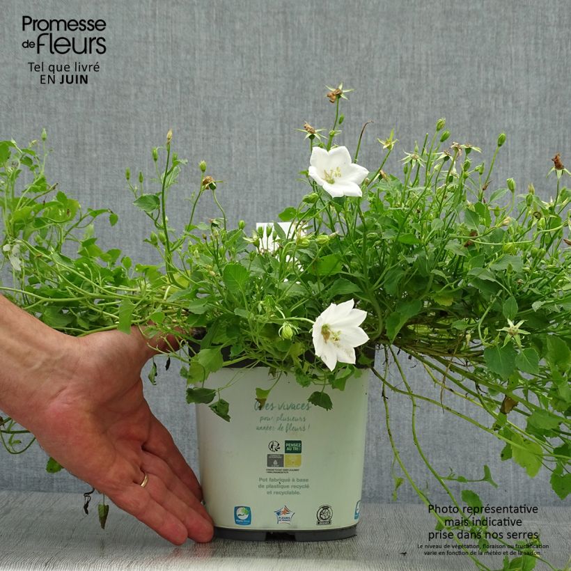 Amostra de Campânula carpatica Clips white Vaso de 2 L/3 L tal como entregue no verão
