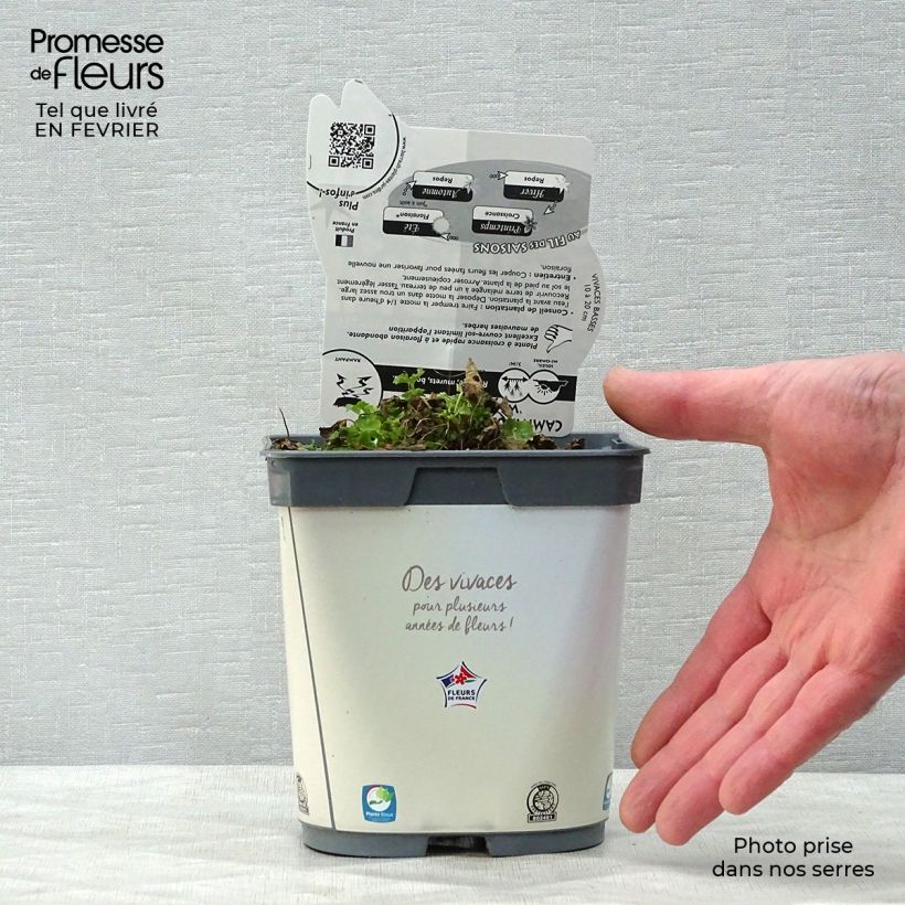 Amostra de Campânula carpatica Clips white Vaso de 2 L/3 L tal como entregue no inverno