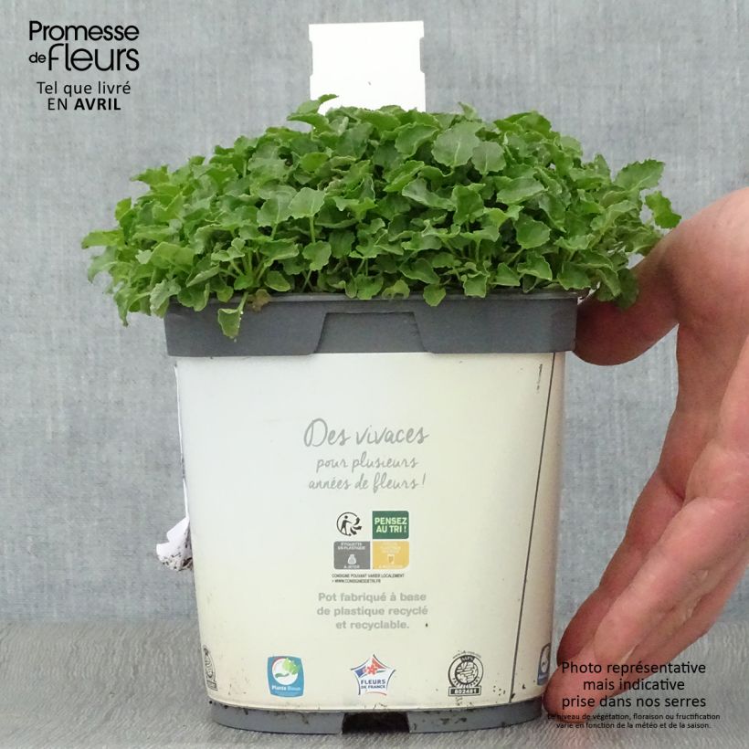 Amostra de Campânula carpatica Clips white Vaso de 2 L/3 L tal como entregue na primavera