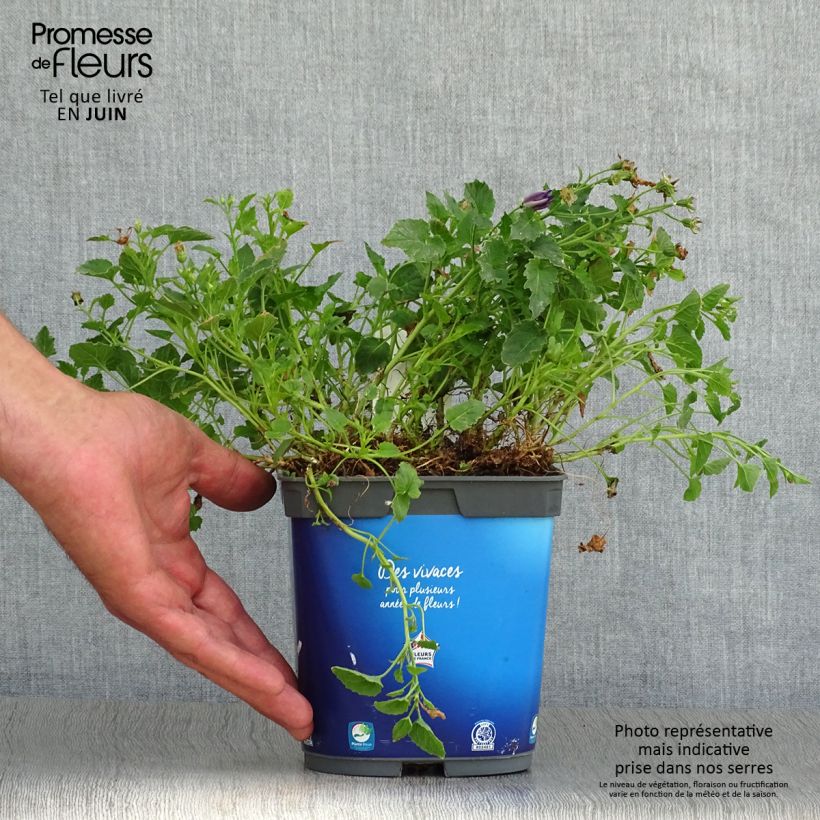 Amostra de Campânula carpatica Clips Blue Vaso de 2 L/3 L tal como entregue no verão