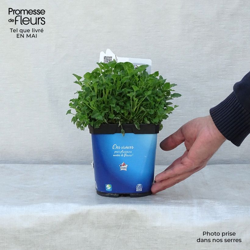 Amostra de Campânula carpatica Clips Blue Vaso de 2 L/3 L tal como entregue na primavera