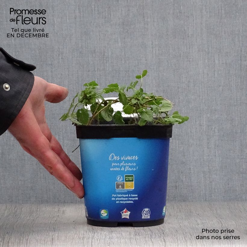 Amostra de Campânula carpatica Clips Blue Vaso de 2 L/3 L tal como entregue no inverno