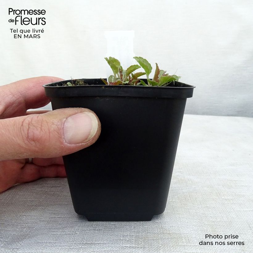 Amostra de Campânula carpatica Karl Foerster Vaso de 8/9 cm tal como entregue na primavera