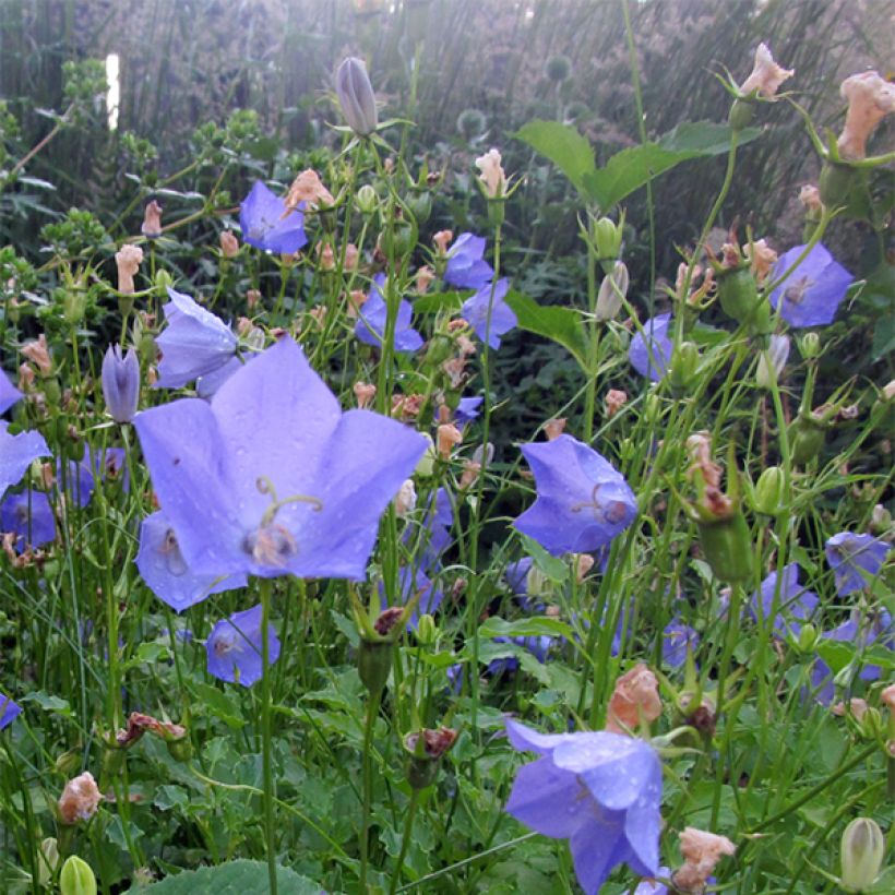 Campânula carpatica Molly Pinsent (Floração)