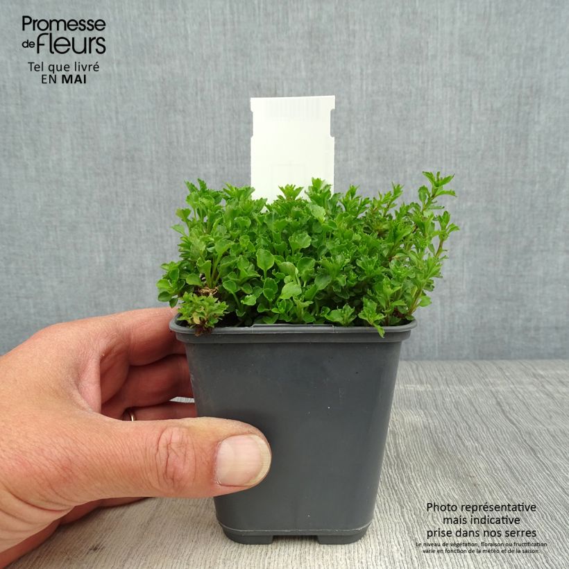 Amostra de Campânula cochleariifolia Bavaria Blue Vaso de 8/9 cm tal como entregue na primavera