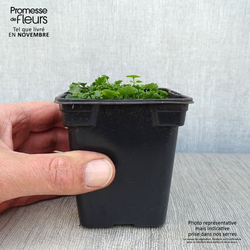 Amostra de Campânula portenschlagiana (muralis) Vaso de 7/8 cm tal como entregue no outono
