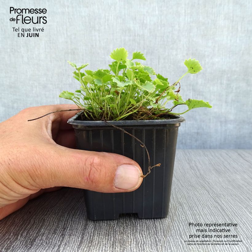 Amostra de Campânula portenschlagiana (muralis) Vaso de 7/8 cm tal como entregue no verão