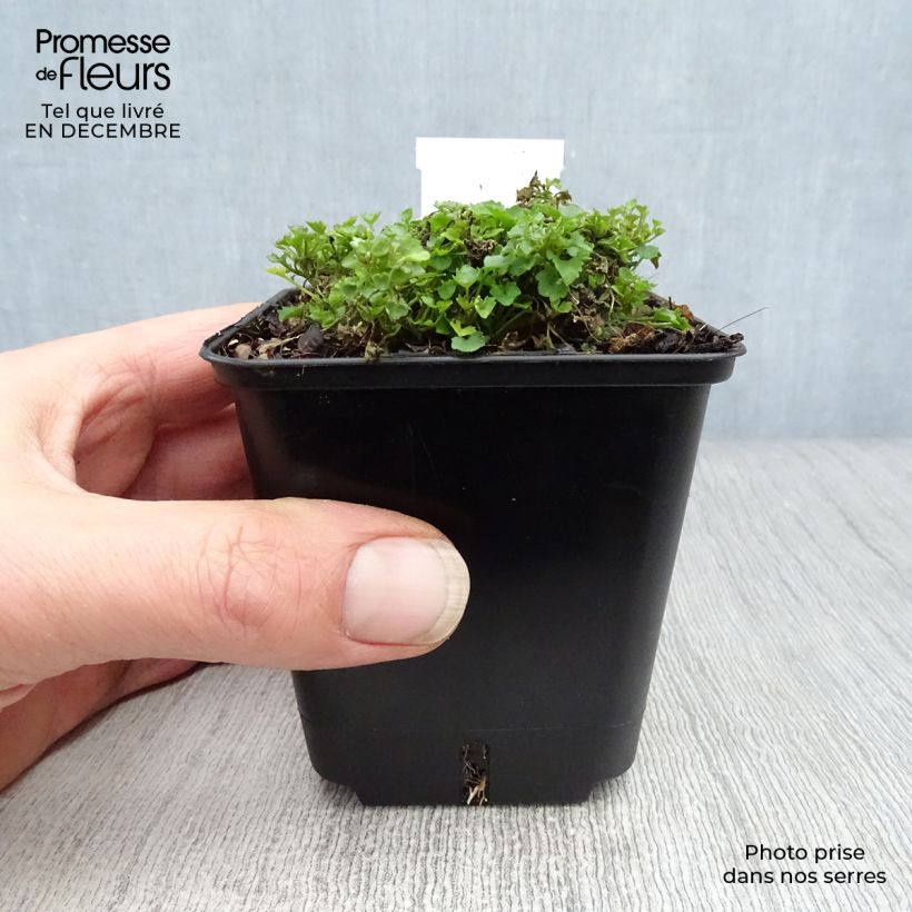 Amostra de Campanule des murs - Campanula portenschlagiana (muralis) Vaso de 7/8 cm tal como entregue no inverno