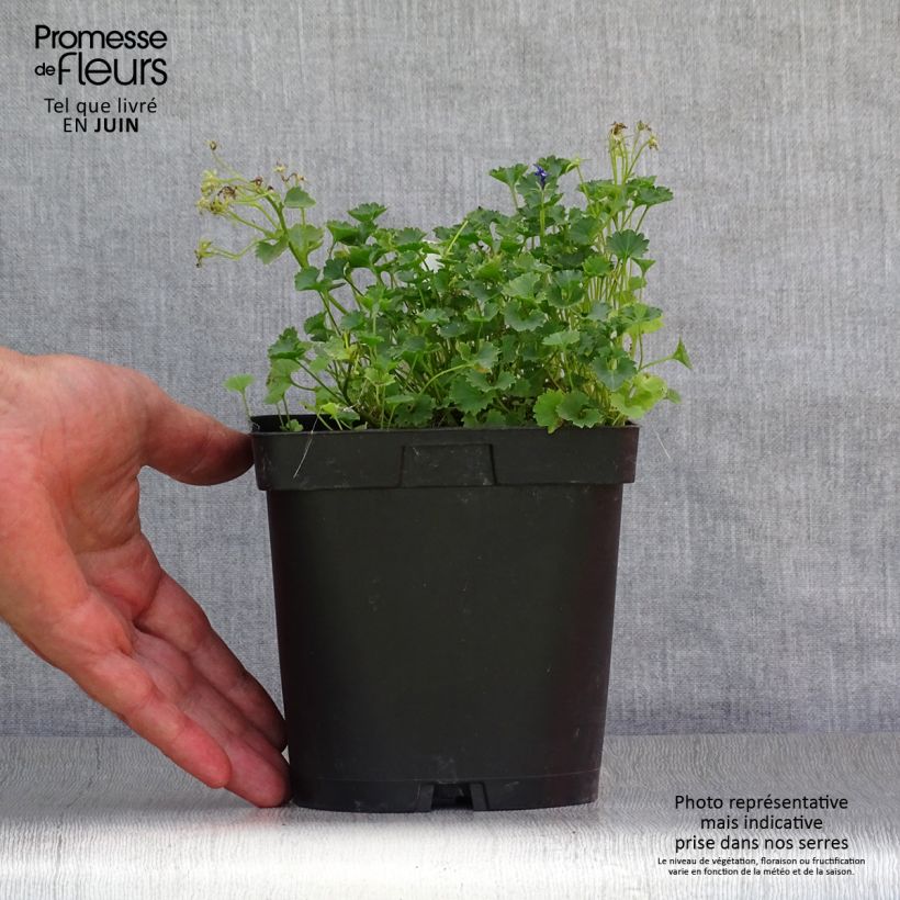 Amostra de Campânula portenschlagiana (muralis) Vaso de 2 L/3 L tal como entregue no verão