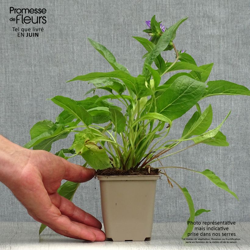 Amostra de Campânula glomerata Acaulis Vaso de 8/9 cm tal como entregue no verão