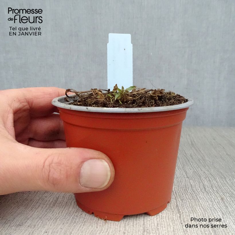 Amostra de Campanule glomerata Acaulis - Campanule à bouquets Vaso de 8/9 cm tal como entregue no inverno