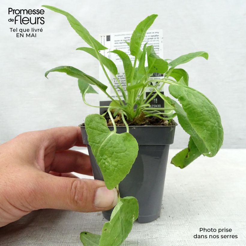 Amostra de Campânula glomerata Alba Vaso de 8/9 cm tal como entregue na primavera