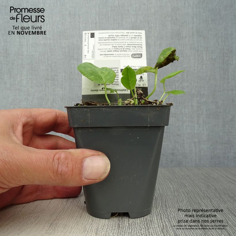 Amostra de Campânula glomerata Alba Vaso de 8/9 cm tal como entregue no outono
