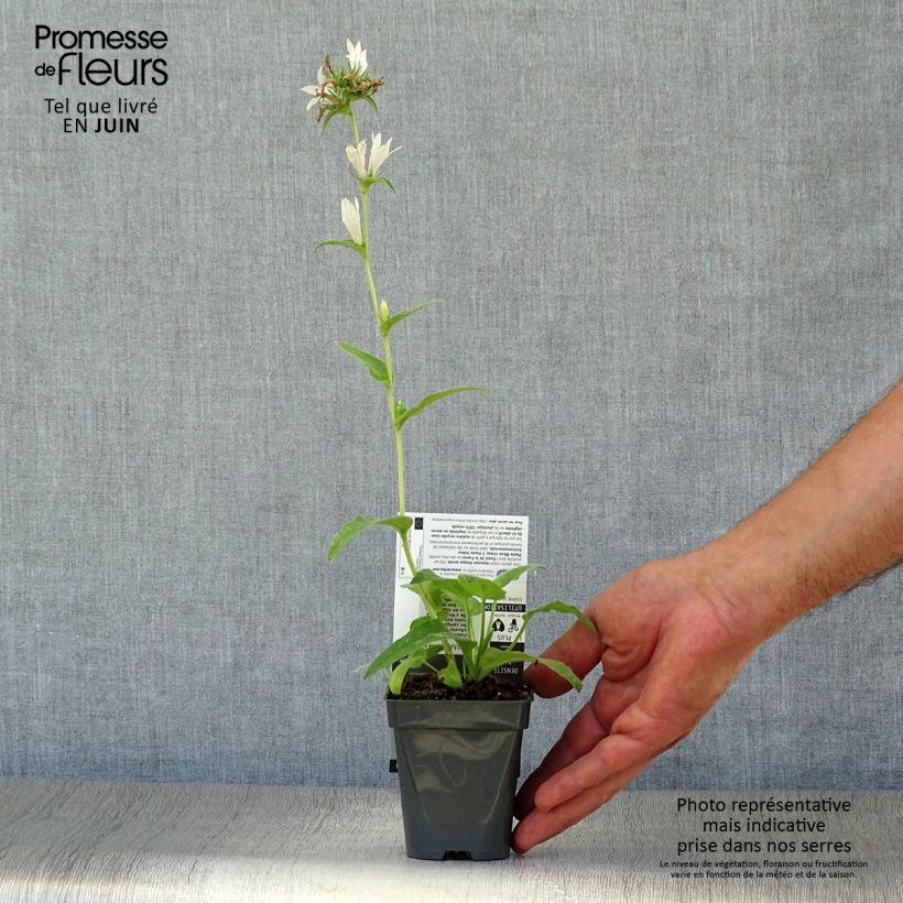 Amostra de Campânula glomerata Alba Vaso de 8/9 cm tal como entregue no verão