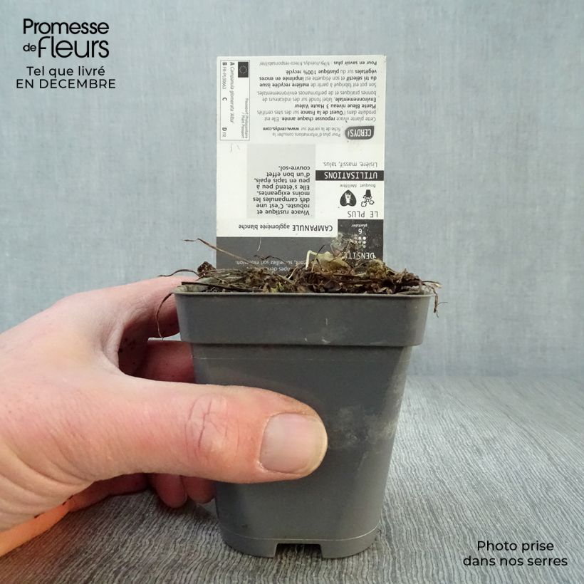 Amostra de Campânula glomerata Alba Vaso de 8/9 cm tal como entregue no inverno