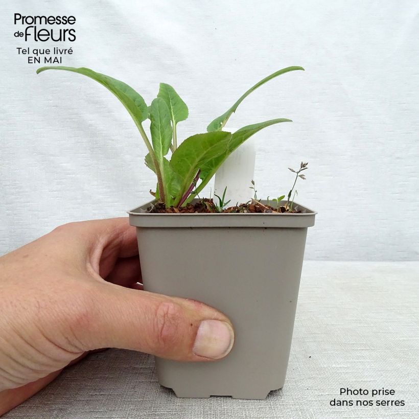 Amostra de Campânula glomerata Caroline Vaso de 8/9 cm tal como entregue na primavera