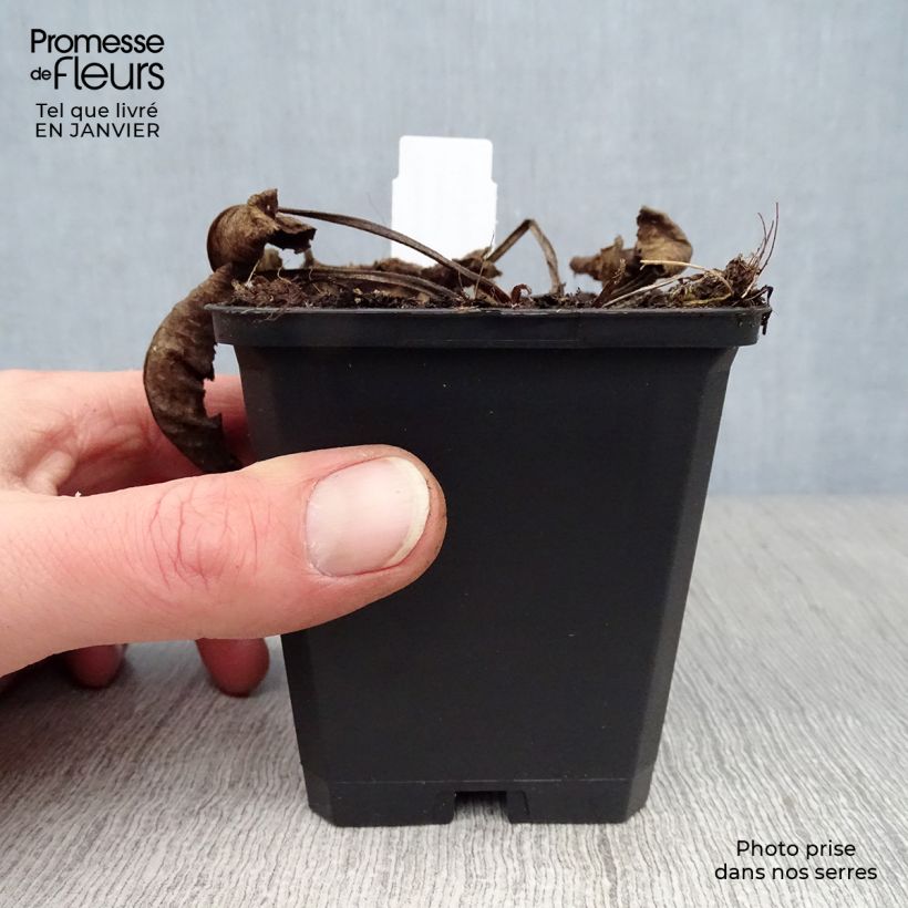 Amostra de Campânula glomerata Caroline Vaso de 8/9 cm tal como entregue no inverno