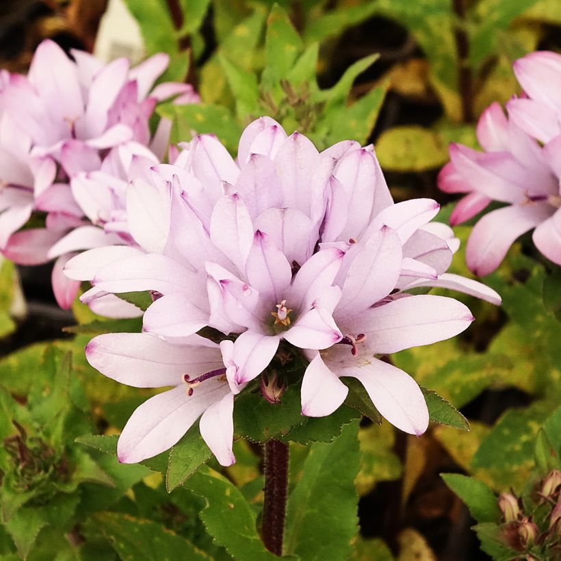 Campânula glomerata Caroline (Floração)