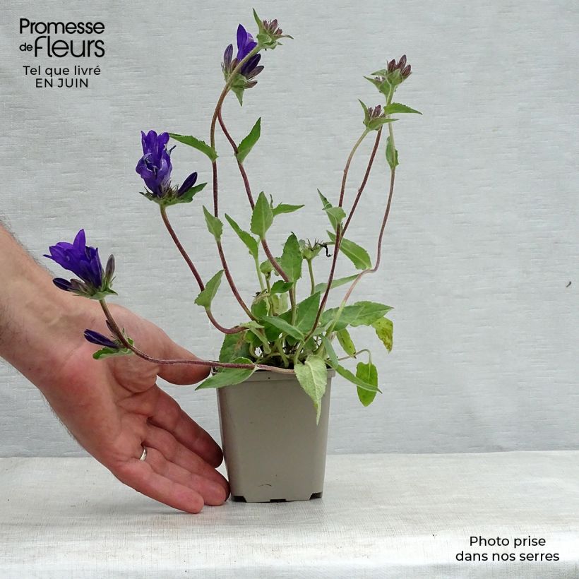 Amostra de Campânula glomerata Joan Elliot Vaso de 8/9 cm tal como entregue no verão