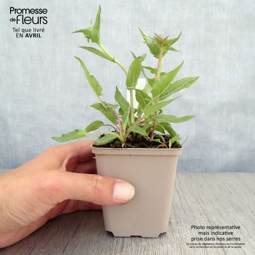 Amostra de Campânula glomerata Joan Elliot Vaso de 8/9 cm tal como entregue na primavera