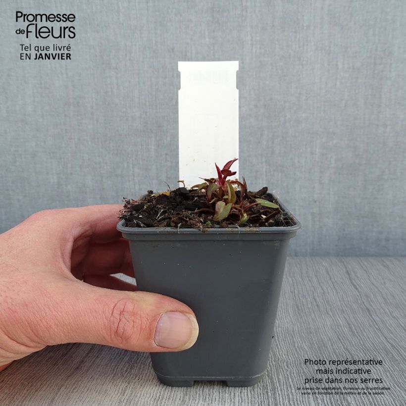 Amostra de Campânula glomerata var. dahurica Vaso de 8/9 cm tal como entregue no inverno