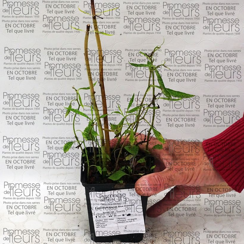 Exemplo de amostra de Campanule hybride Blue Octopus Godet de 8/9 cm tal como entregue