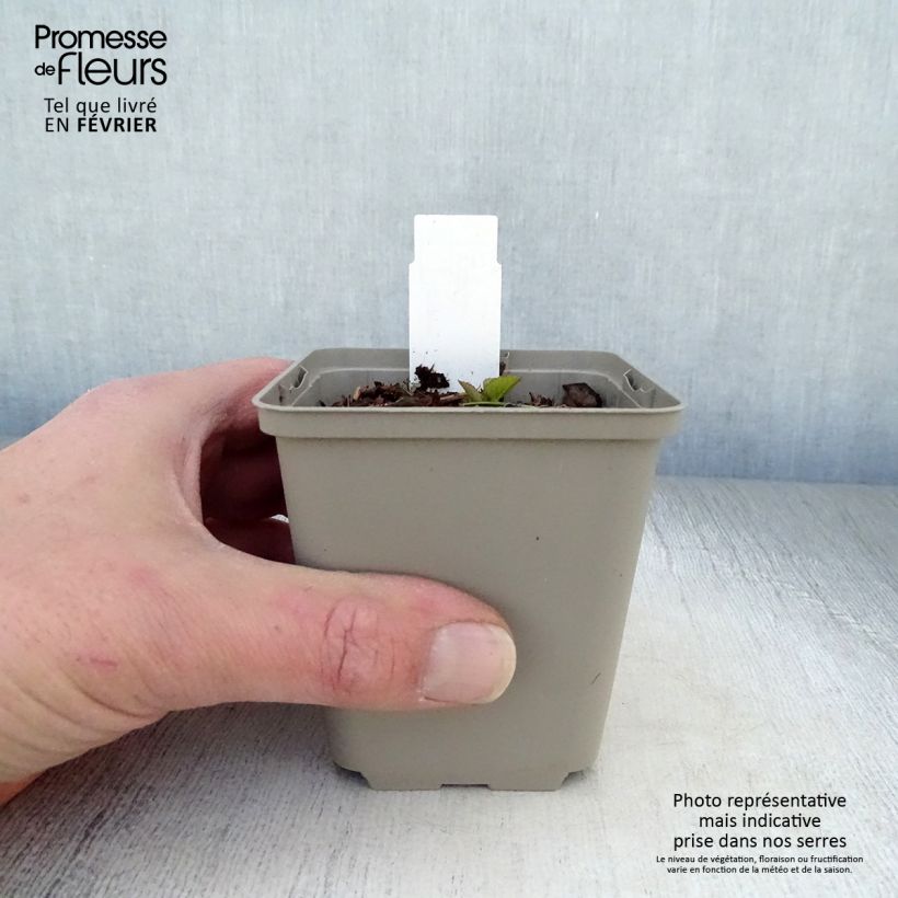 Amostra de Campanule hybride - Campanula Iridescent Bells Vaso de 8/9 cm tal como entregue no inverno