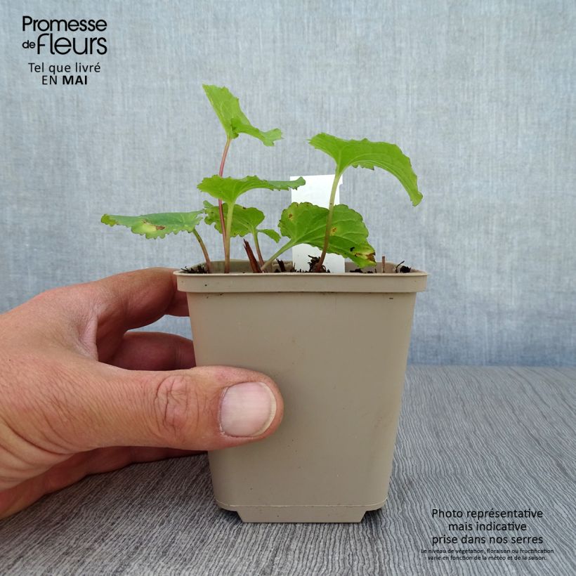 Amostra de Campânula híbrida Iridescent Bells Vaso de 8/9 cm tal como entregue na primavera