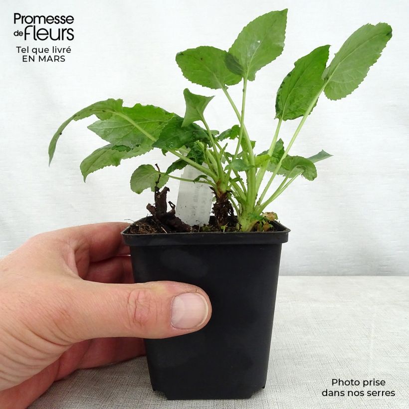 Amostra de Campânula híbrida Kent Belle Vaso de 8/9 cm tal como entregue na primavera