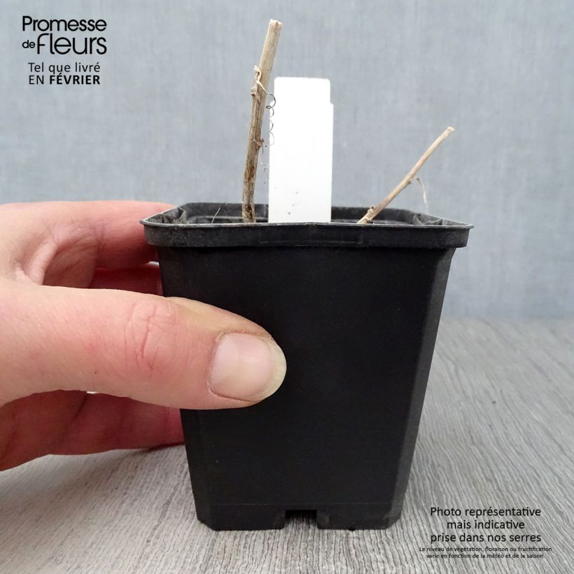 Amostra de Campanule hybride Kent Belle Vaso de 8/9 cm tal como entregue no inverno