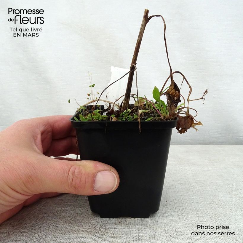 Amostra de Campânula híbrida Pink Octopus Vaso de 8/9 cm tal como entregue na primavera