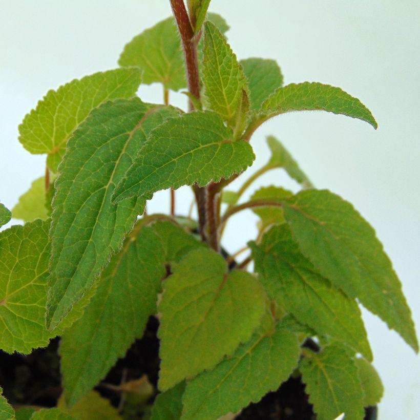 Campânula híbrida Ringsabell Indigo Blue (Folhagem)