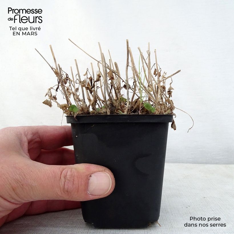 Amostra de Campanule hybride Ringsabell Indigo Blue   Vaso de 8/9 cm tal como entregue na primavera