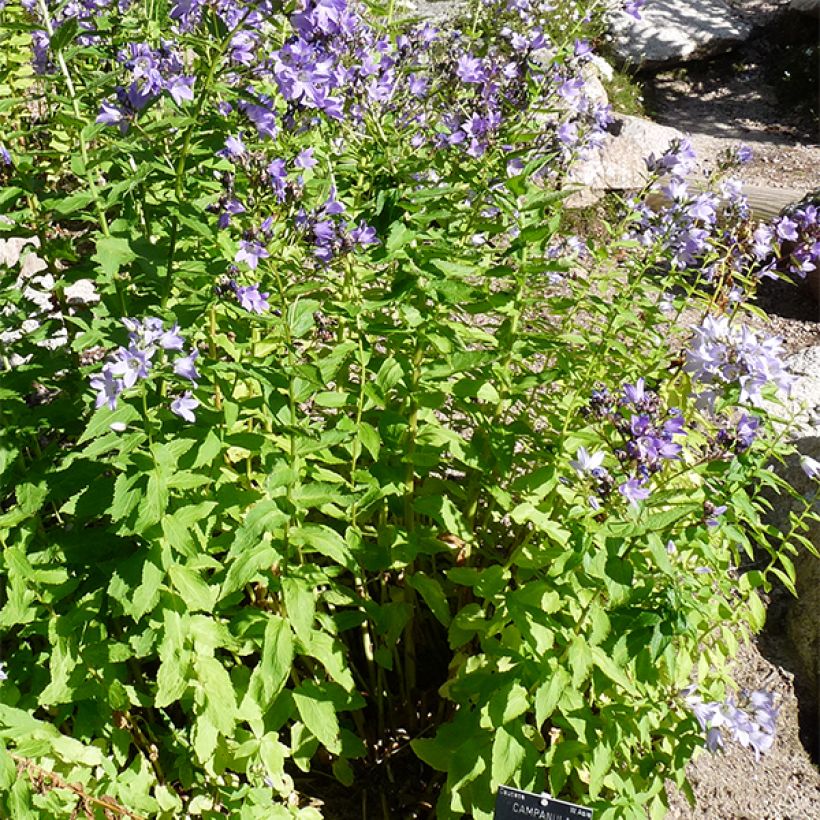 Campanula lactiflora (Hábito)
