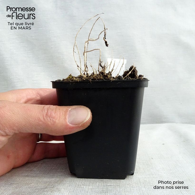 Amostra de Campanule lactiflora - Campanule laiteuse Vaso de 8/9 cm tal como entregue no inverno