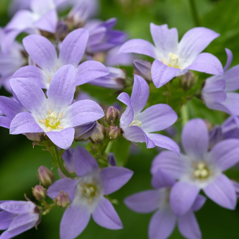 Campanula lactiflora (Floração)