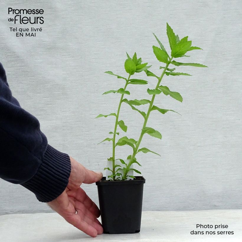 Amostra de Campânula lactiflora Loddon Anna Vaso de 7/8 cm tal como entregue na primavera