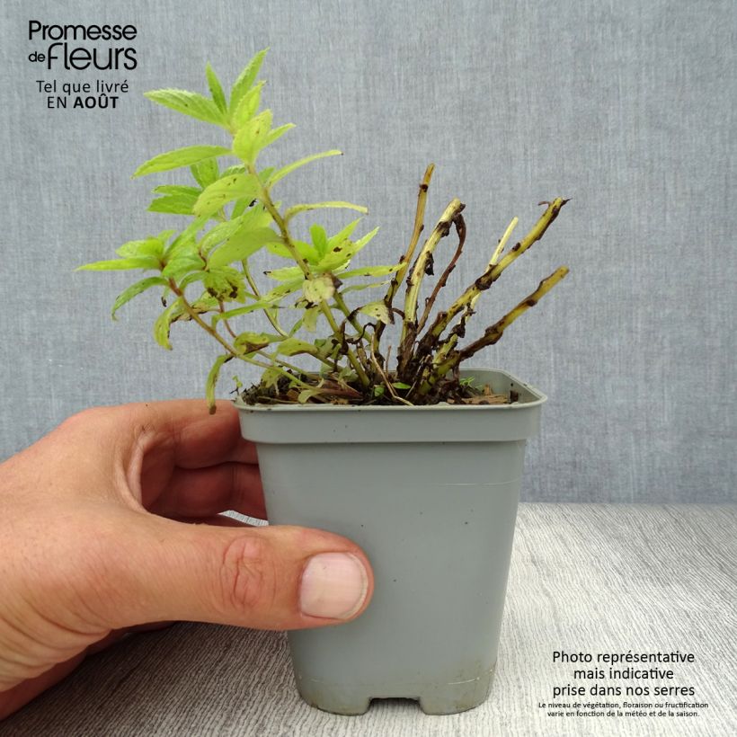 Amostra de Campânula lactiflora Variedade Prichard Vaso de 8/9 cm tal como entregue no verão