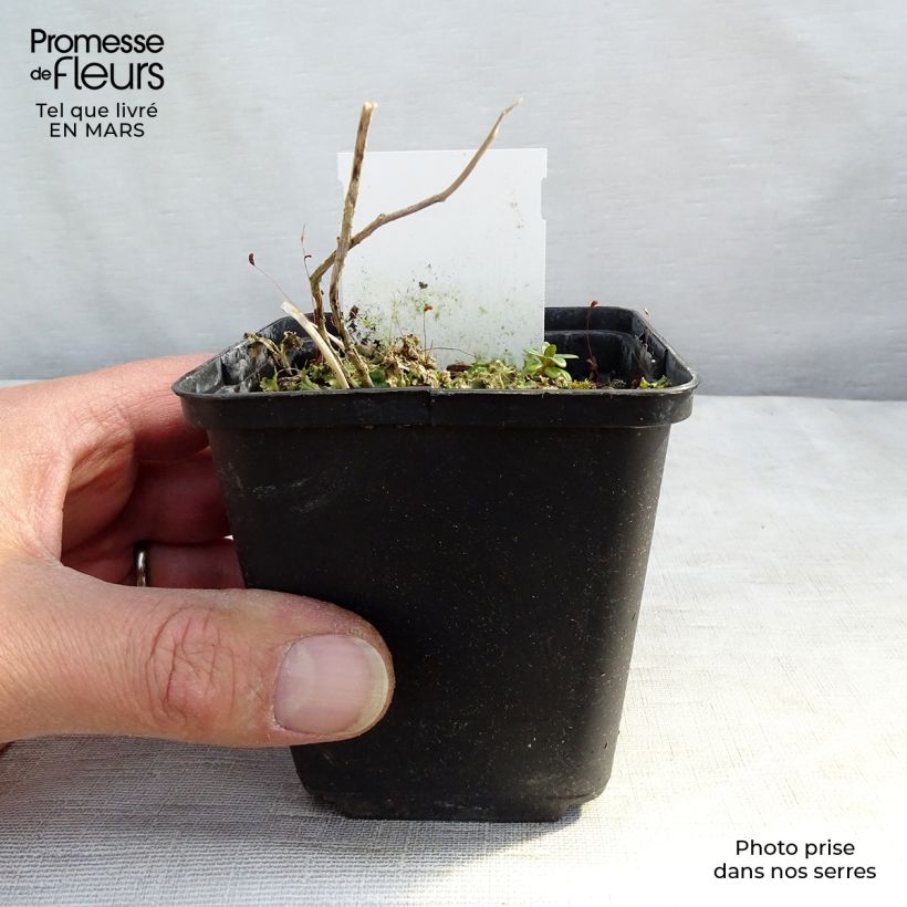 Amostra de Campânula lactiflora Variedade Prichard Vaso de 8/9 cm tal como entregue na primavera