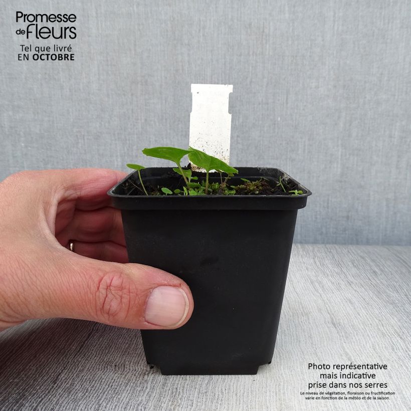 Amostra de Campânula latifolia var. macrantha Vaso de 8/9 cm tal como entregue no outono